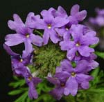 Dakota Vervain