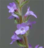 Gray Vervain