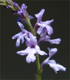 New Mexico Vervain