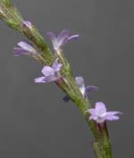 Slender Vervain