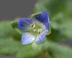 Persian Speedwell