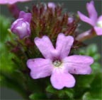 Pink Vervain