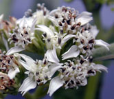 Frostweed