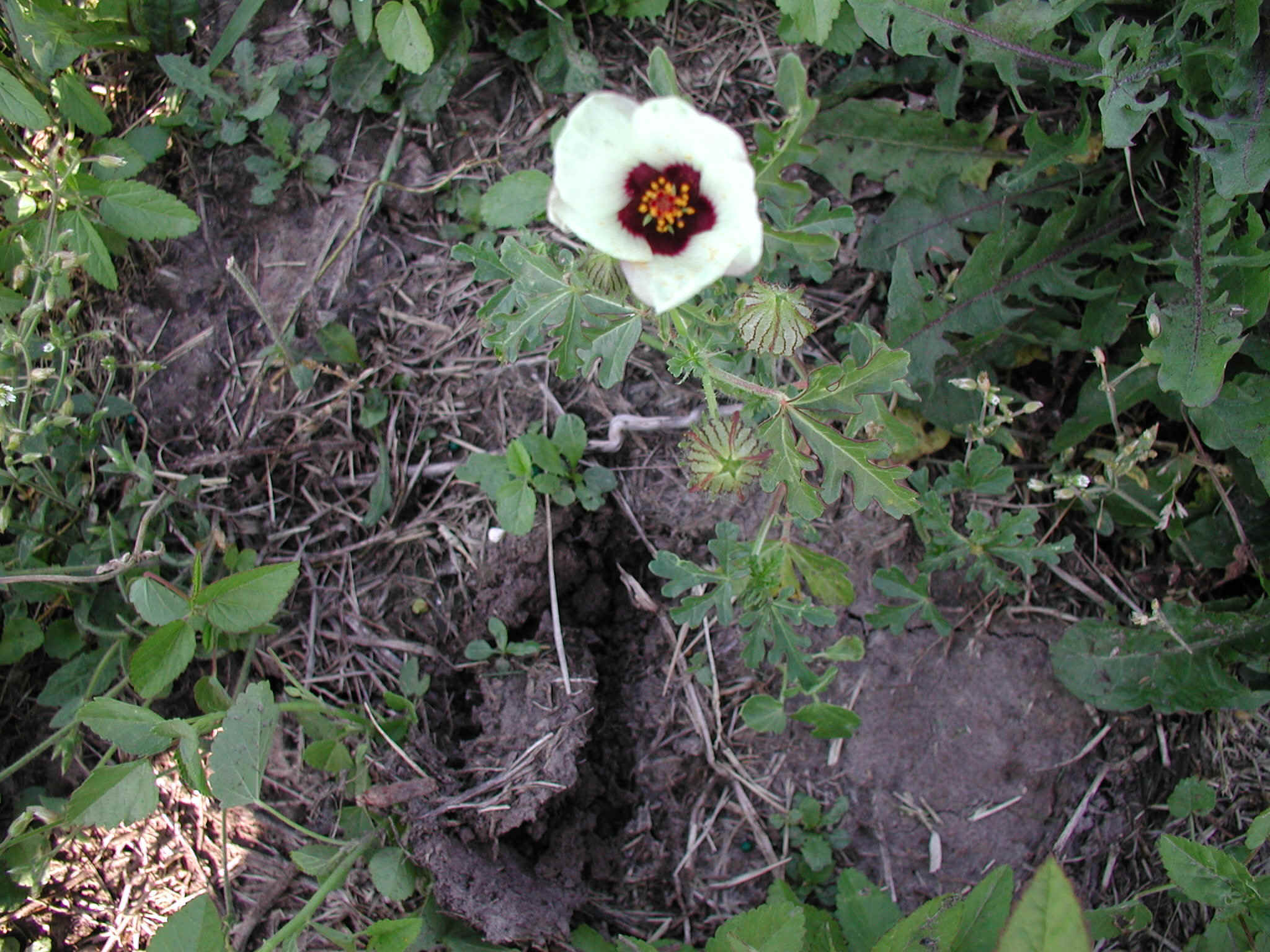 Vmallow2.JPG (706293 bytes)