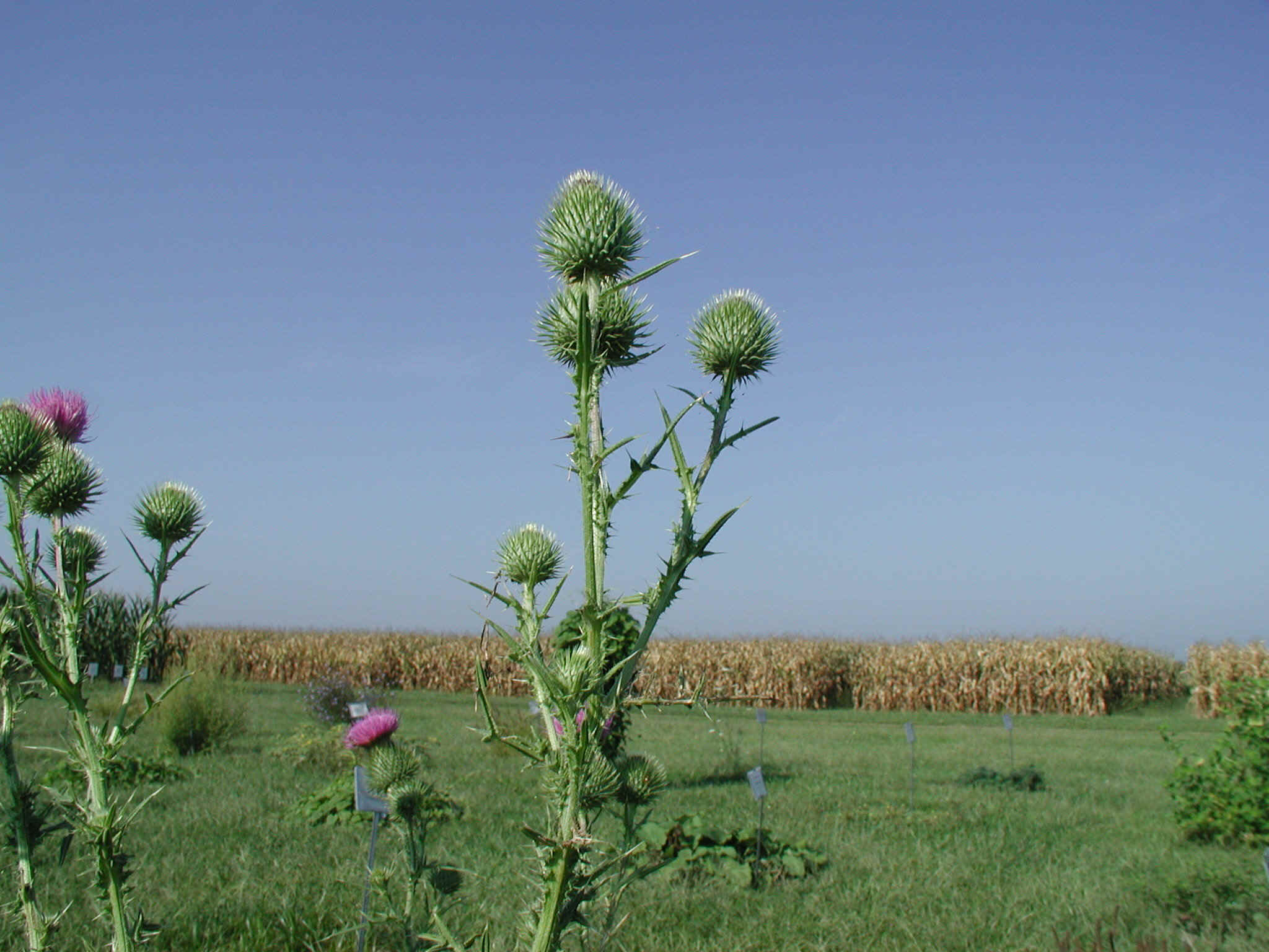 bullthistle2.JPG (650205 bytes)