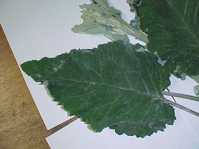 burdock4.JPG (59985 bytes)