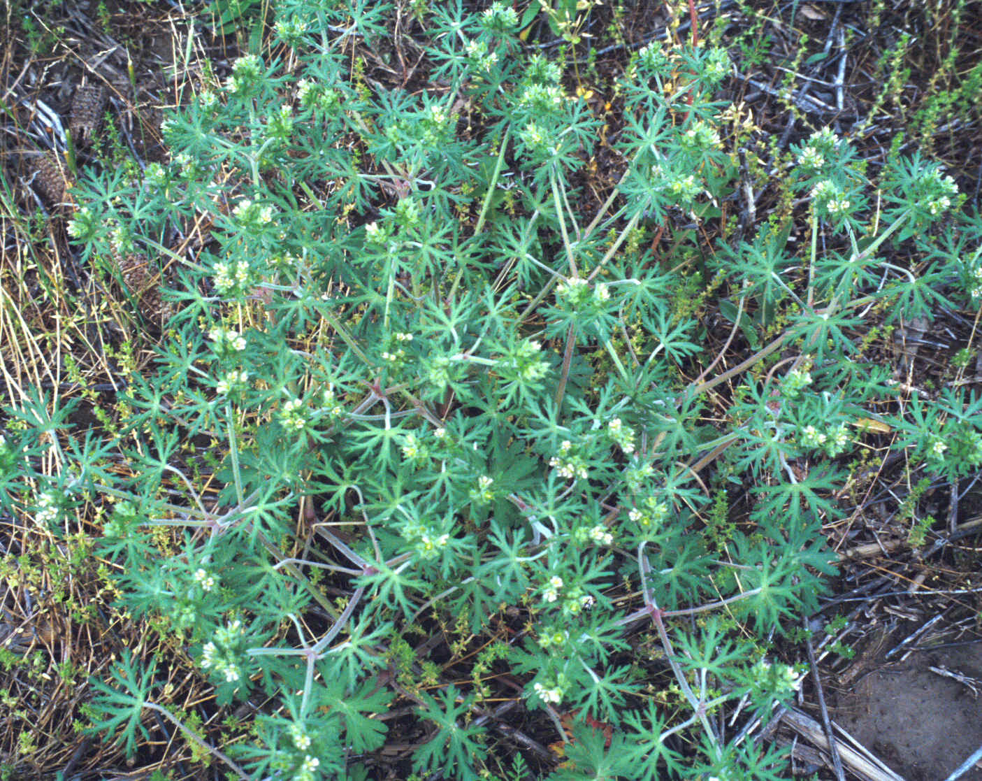 cgeranium5.jpg (1042095 bytes)