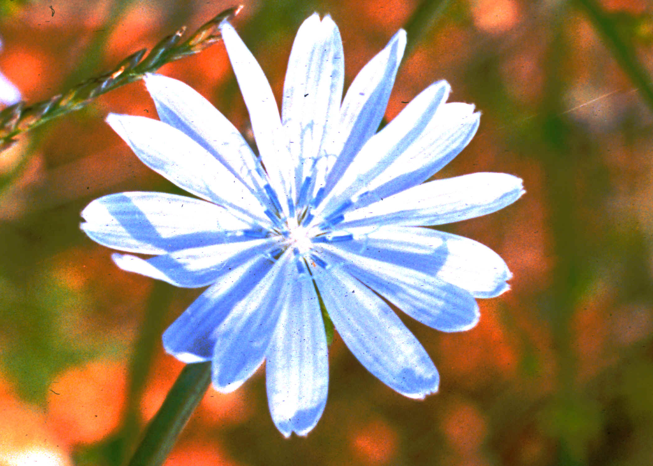 chicory2.bmp (9450054 bytes)