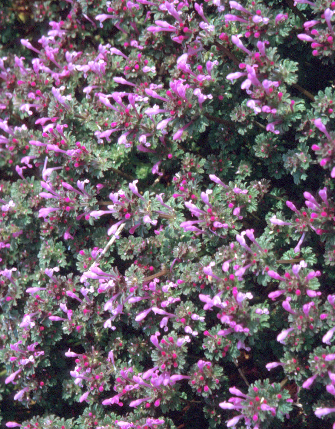 henbit11.bmp (4701174 bytes)