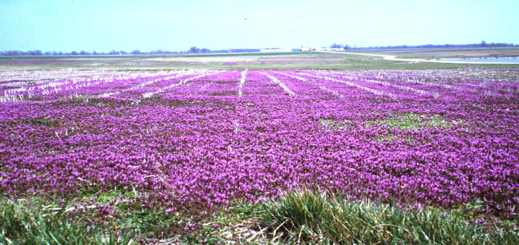 henbit9.bmp (3896262 bytes)