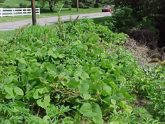 kudzu12.JPG (71577 bytes)