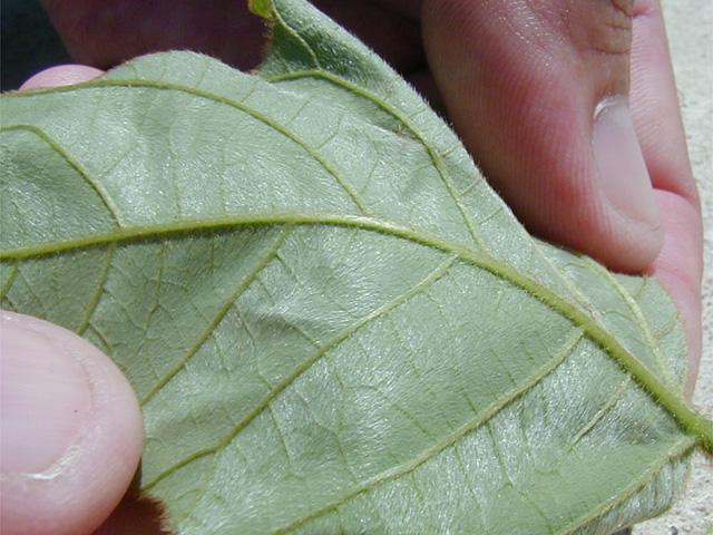 kudzu4.jpg (51166 bytes)