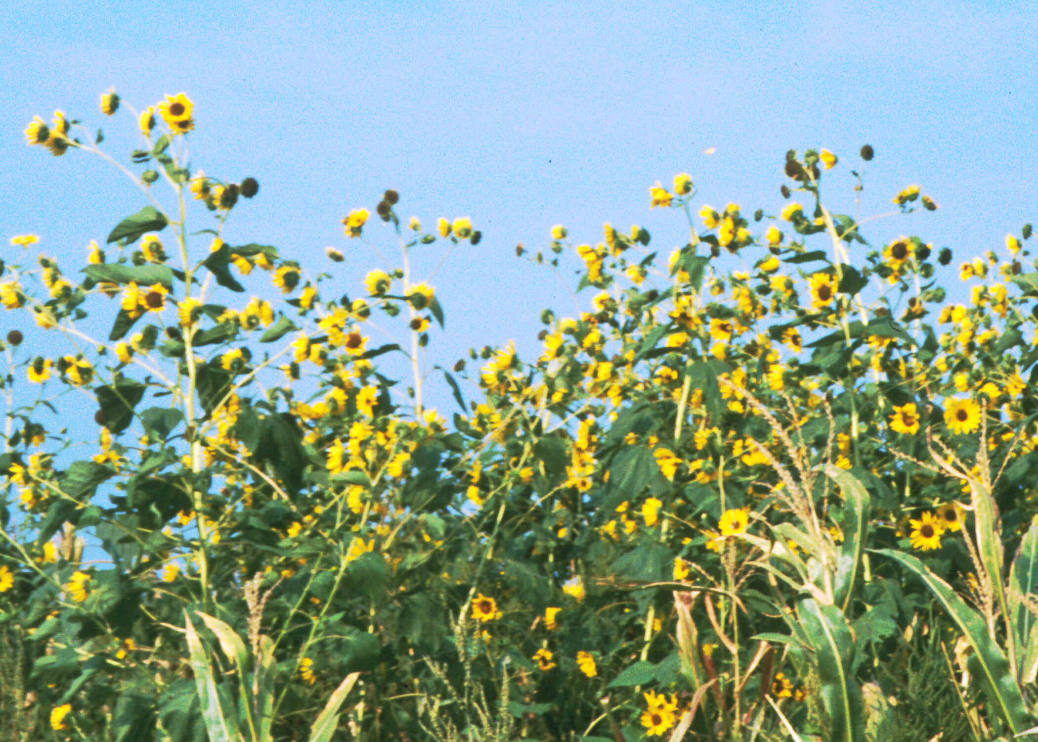 sunflower.jpg (1195327 bytes)