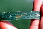 Leaf Rust