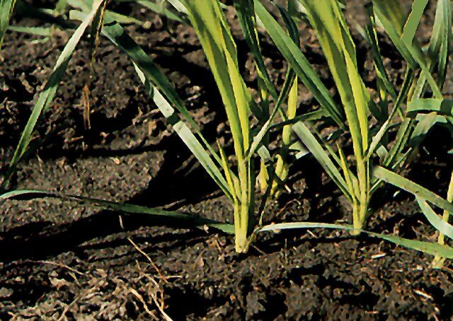 tillering