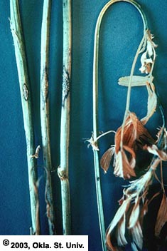 Anthracnose