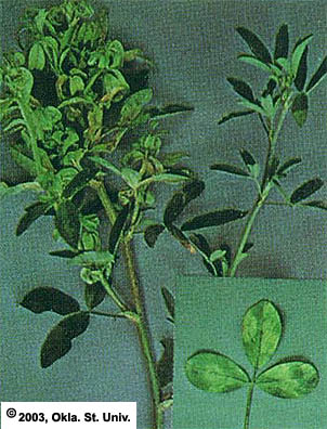 Downy Mildew in seedling stands