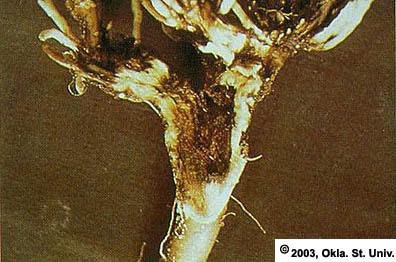 Fusarium Wilt
