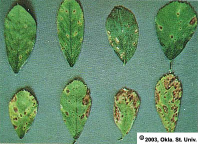 Lepto Leaf Spot