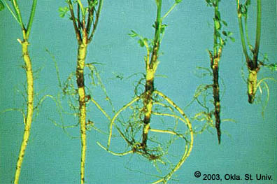 Phytophthora Root Rot