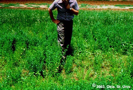 Phytophthora Root Rot in Alfalfa