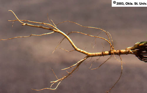 Phytophthora Root Rot in Alfalfa