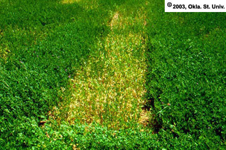Scald in alfalfa