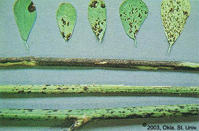 Spring Black Stem