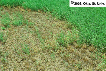 Texas root rot