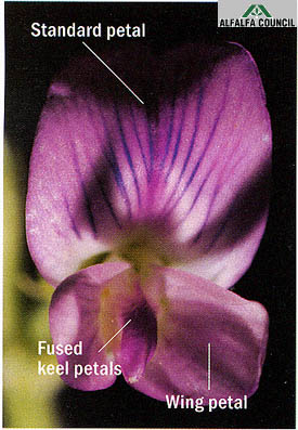 alfa-flower.jpg (34617 bytes)