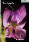 alfa-flower.jpg 