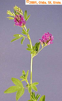 alfalfa-15.jpg (18118 bytes)