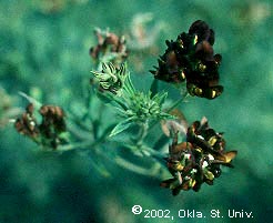 darkflower