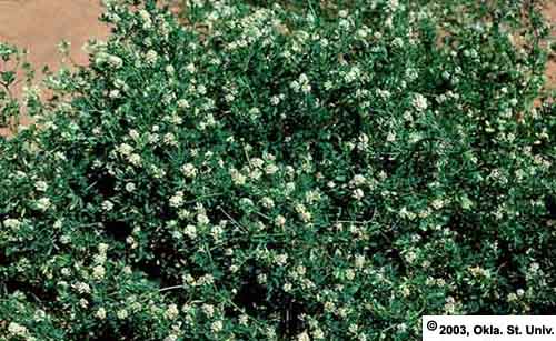 falcata-mixflowers101.JPG (451127 bytes)