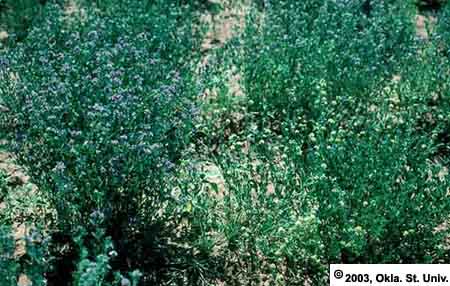 falcata-mixflowers104.JPG (419836 bytes)