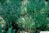 falcata-mixflowers104.JPG (419836 bytes)