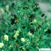 falcata-mixflowers106.JPG (324221 bytes)