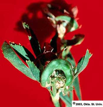 falcata-pod111.JPG (249097 bytes)