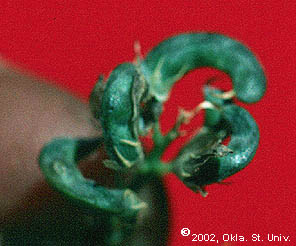 falcata-pods103.JPG (22679 bytes)