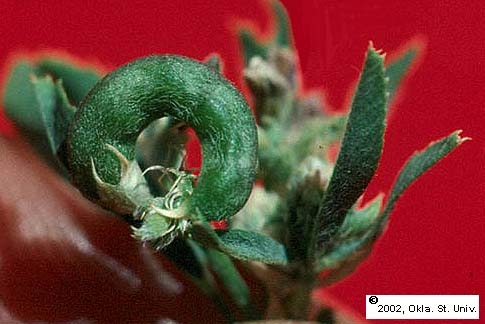 falcata-pods110.JPG (190307 bytes)