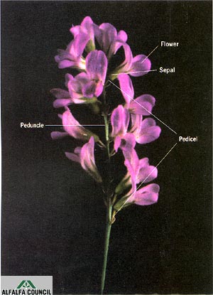 floral-raceme.jpg (33026 bytes)