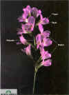 floral-raceme.jpg 