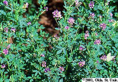 flower-03.jpg (54387 bytes)