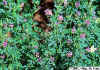 Flower Color