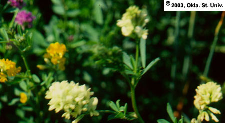 Alfalfa flowers