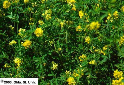 Alfalfa flowers