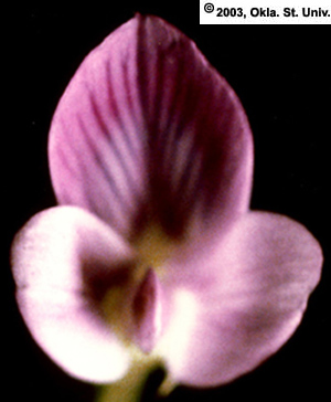 Untripped Alfalfa Flower