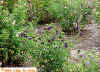 flower-583X.jpg 