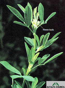 flower-buds-apex.jpg (34145 bytes)