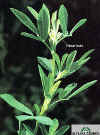 flower-buds-apex_small.jpg 
